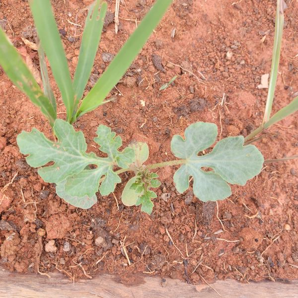 Identificação da planta Melancia por foto