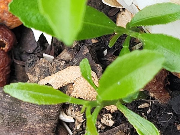 Identificação da planta Limão por foto