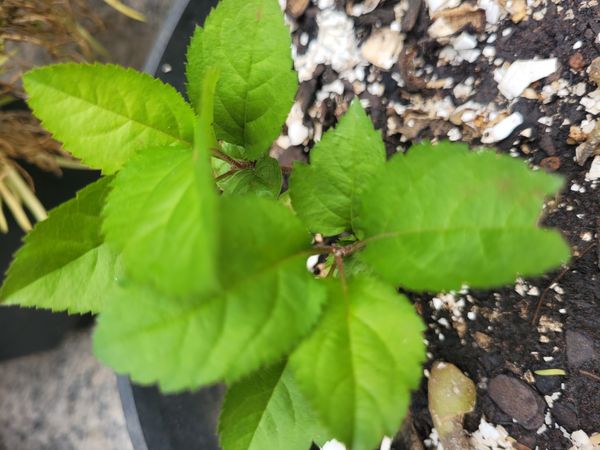 Identificação da planta Cerejeira-do-japão por foto
