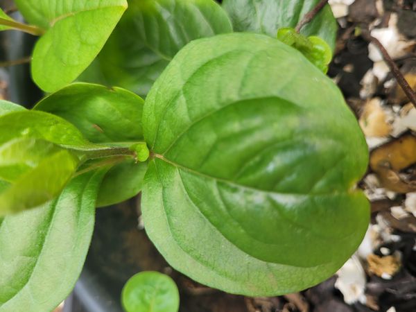 Identificação da planta Caqui por foto