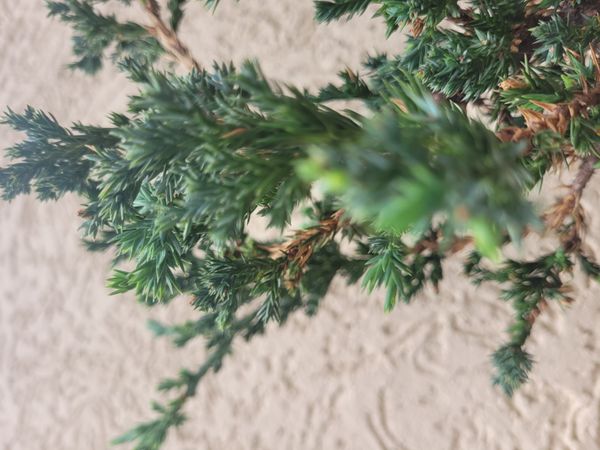Identificação da planta Tuia-prata por foto