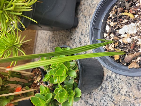 Identificação da planta Tamareira por foto