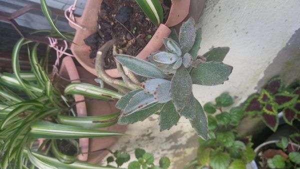 Identificação da planta Planta-panda por foto