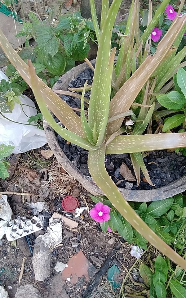 Identificação da planta Babosa por foto
