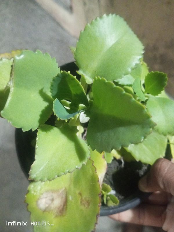 Identificação da planta Mãe-de-milhares por foto