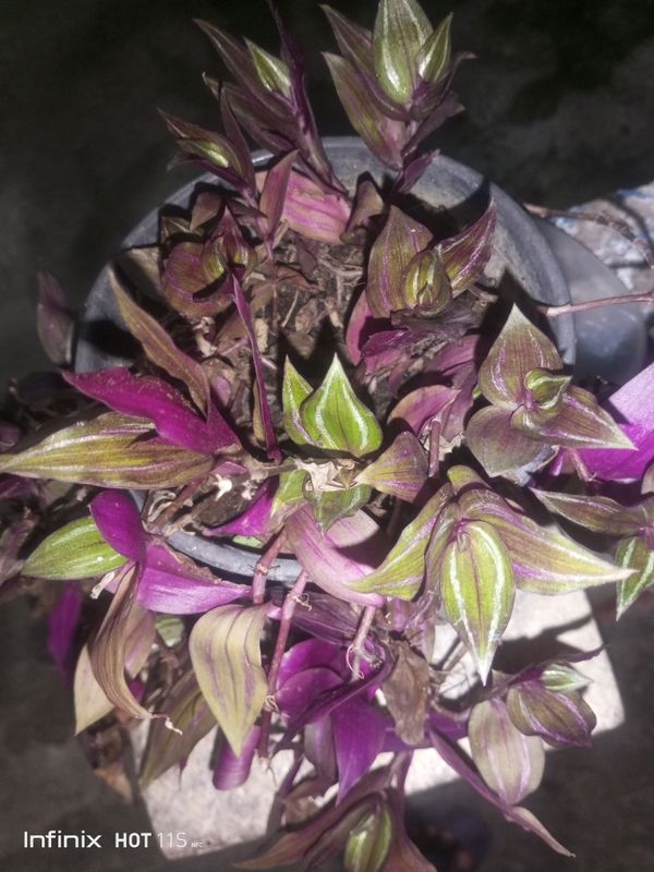Identificação da planta Lambari por foto