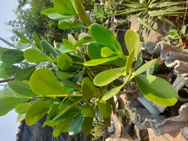 Identificação da planta Abaneiro por foto