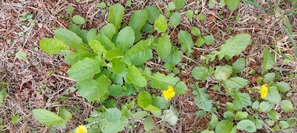 Identificação da planta Crepe do Japão por foto
