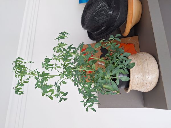Identificação da planta Arruda por foto