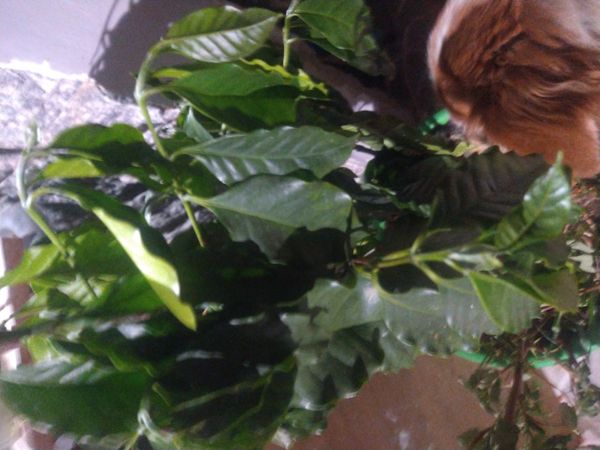 Identificação da planta Café por foto