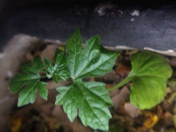 Identificação da planta Melão-de-são-caetano por foto