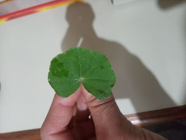 Identificação da planta Acariçoba por foto