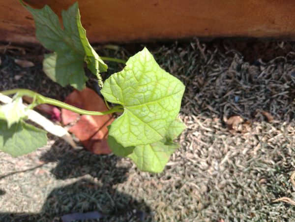 Identificação da planta Bucha por foto