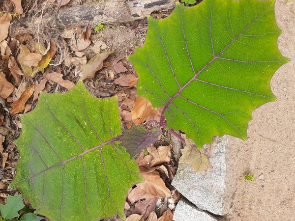Identificação da planta Naranjilla por foto