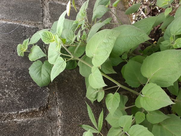 Identificação da planta Camapu por foto