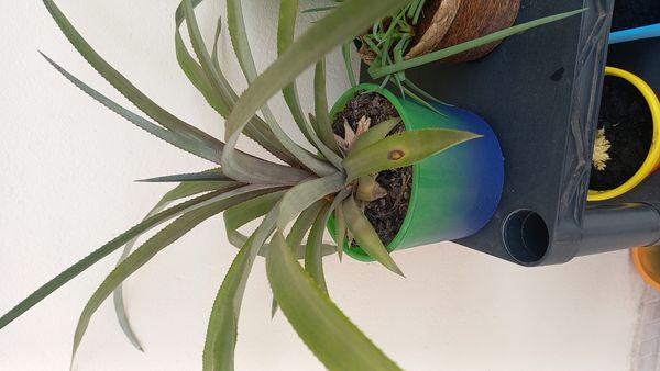 Identificação da planta Abacaxi por foto