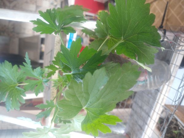Identificação da planta Rubim por foto