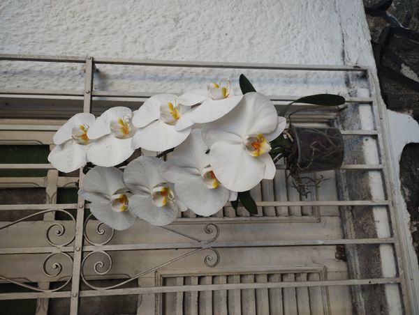 Identificação da planta Orquídea borboleta por foto