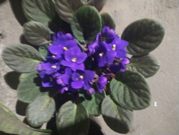 Identificação da planta Violeta por foto
