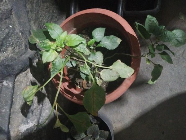 Identificação da planta Pimenta por foto