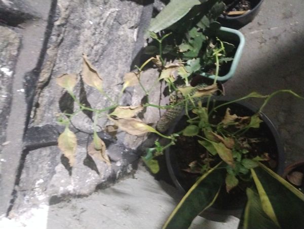 Identificação da planta Pimenta por foto
