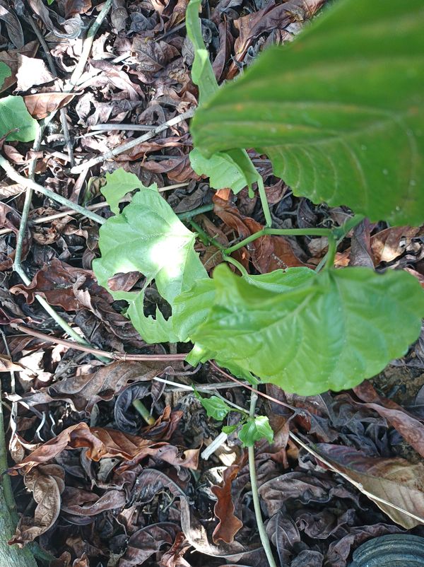 Identificação da planta Cipó-de-São-João por foto