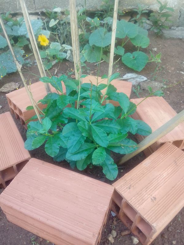 Identificação da planta Maria-gorda por foto