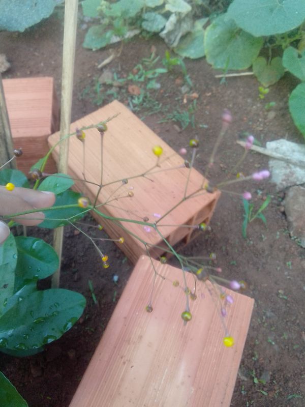 Identificação da planta Maria-gorda por foto