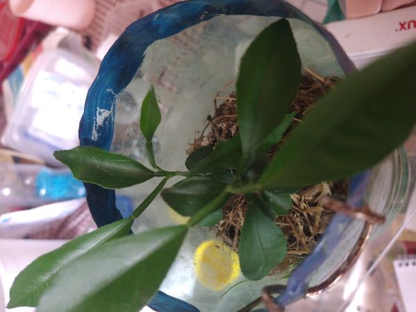 Identificação da planta Limão por foto