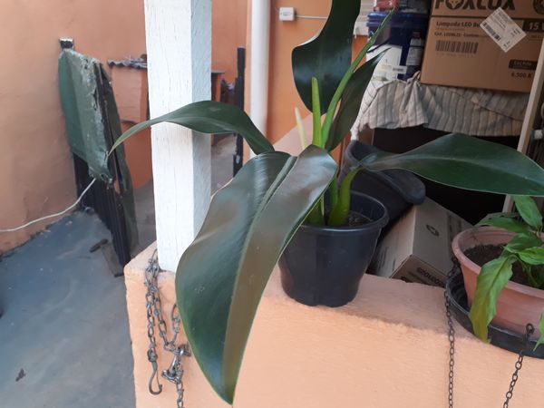 Identificação da planta Pacová por foto
