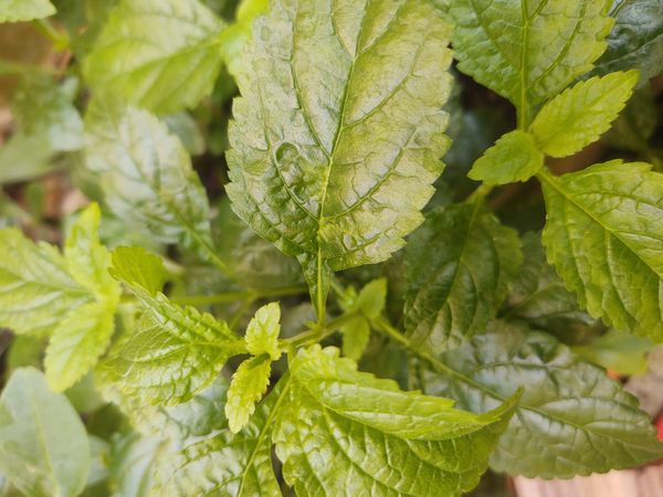 Identificação da planta Verbena de Nanã por foto