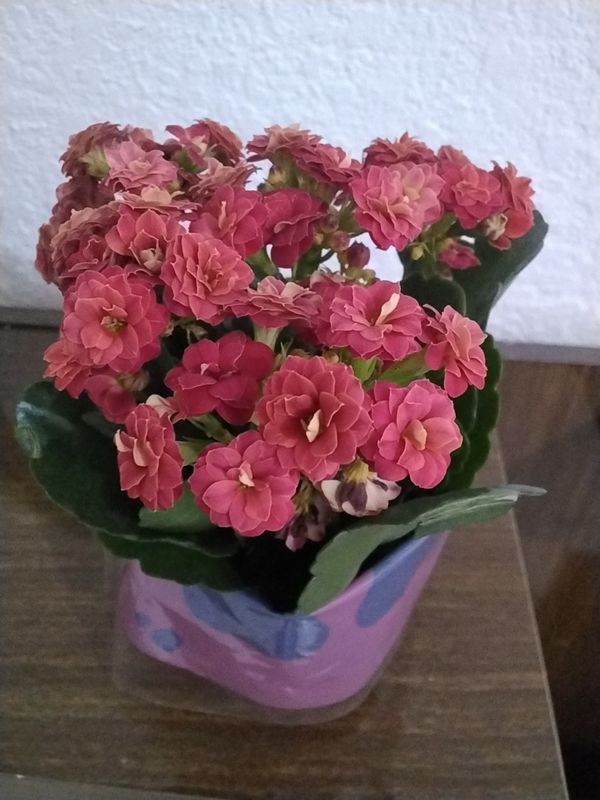 Identificação da planta Calandiva por foto