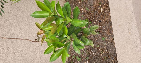 Identificação da planta Grumixama por foto