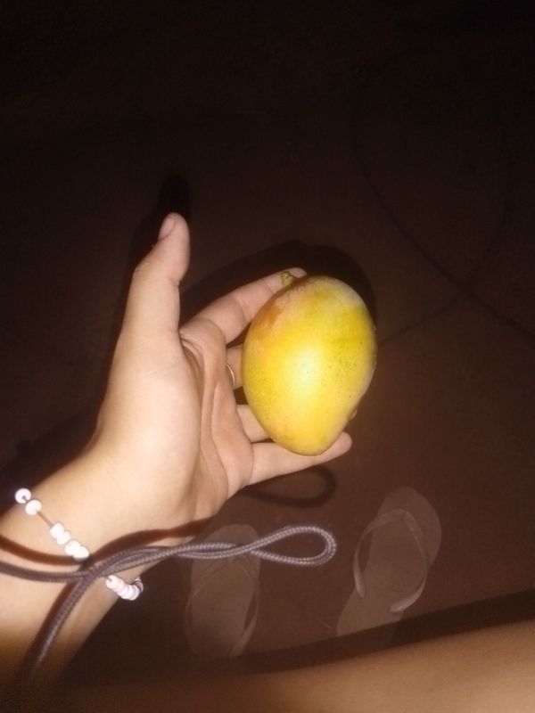 Identificação da planta Manga por foto