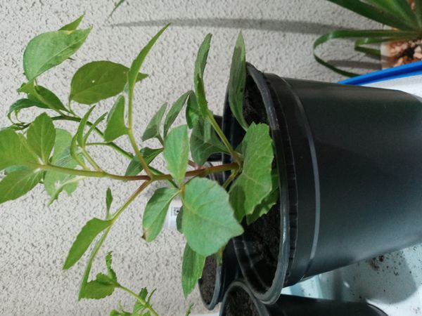 Identificação da planta Dália por foto