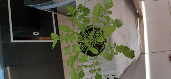 Identificação da planta Agrião por foto
