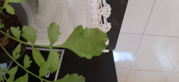 Identificação da planta Agrião por foto