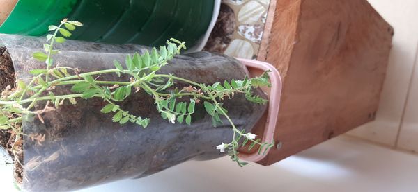 Identificação da planta Grão-de-bico por foto