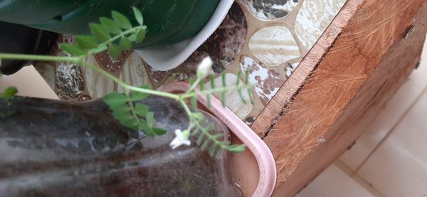 Identificação da planta Grão-de-bico por foto