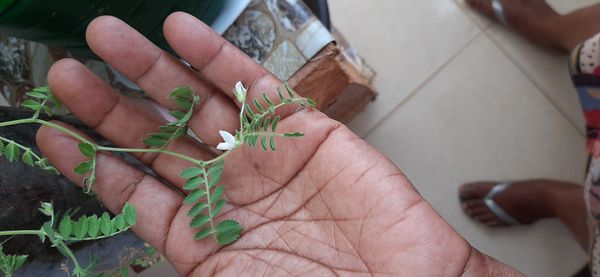 Identificação da planta Grão-de-bico por foto