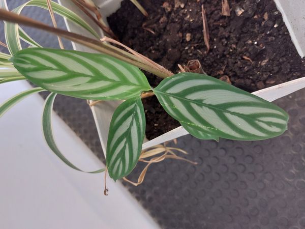 Identificação da planta Maranta por foto