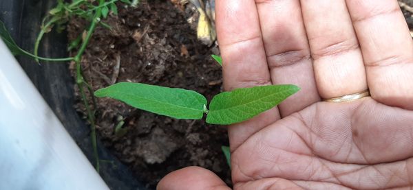 Identificação da planta Maracujá-do-mato por foto