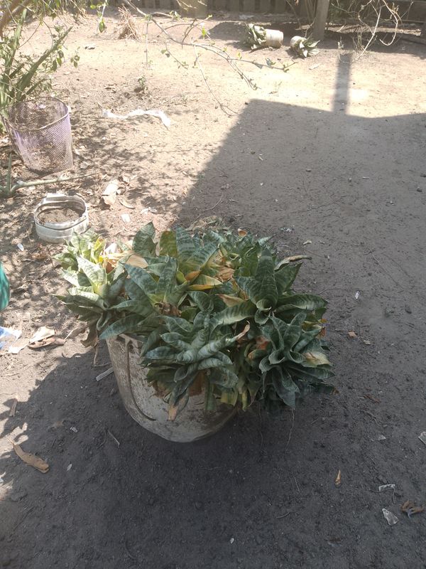 Identificação da planta Espada de são jorge por foto
