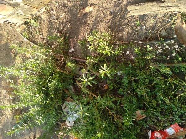 Identificação da planta Vassourinha por foto