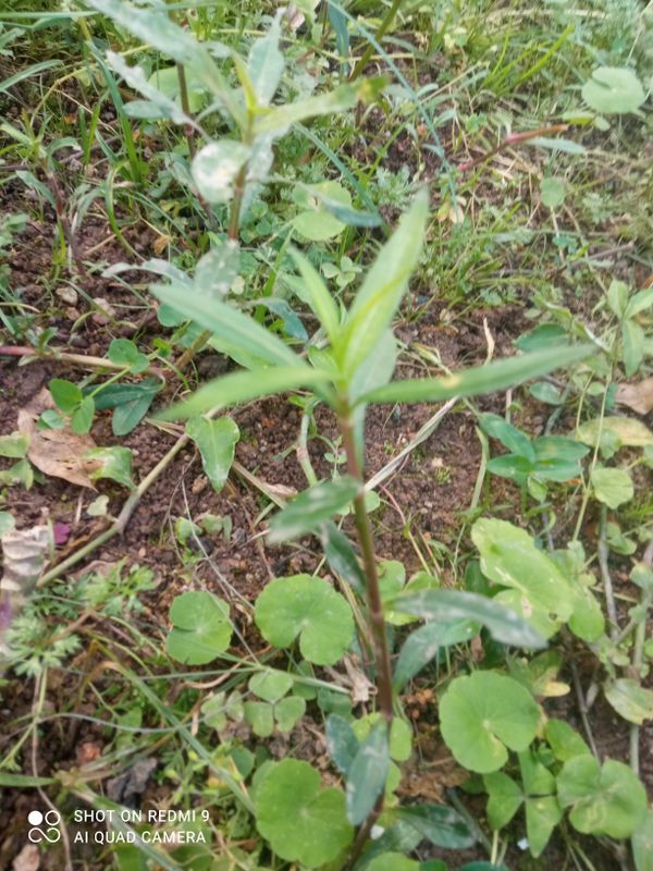 Identificação da planta Alface-d'água por foto