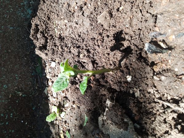 Identificação da planta Batata-inglesa por foto