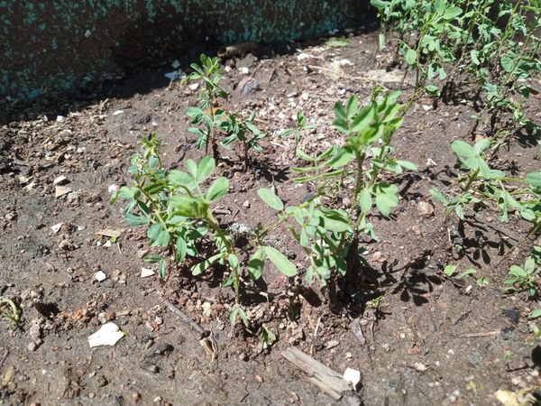 Identificação da planta Feno-grego por foto