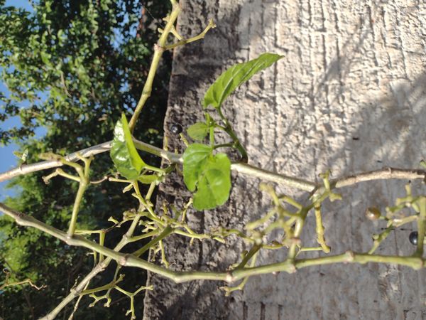 Identificação da planta Insulina por foto