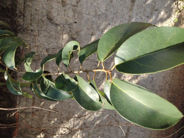 Identificação da planta Troféu por foto