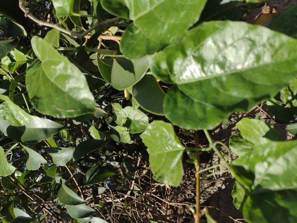 Identificação da planta Maracujá-do-mato por foto